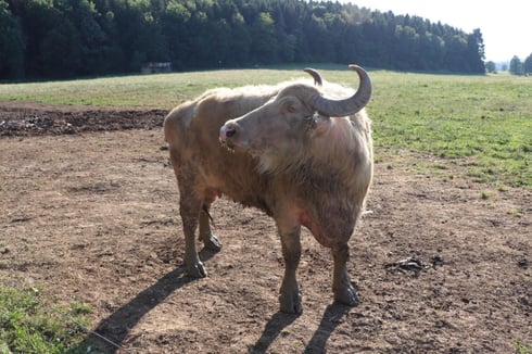 13-Albbüffeline-1024x683